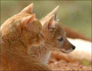 Daily Coyote