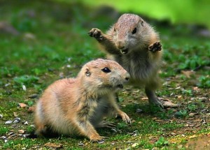 Attack!