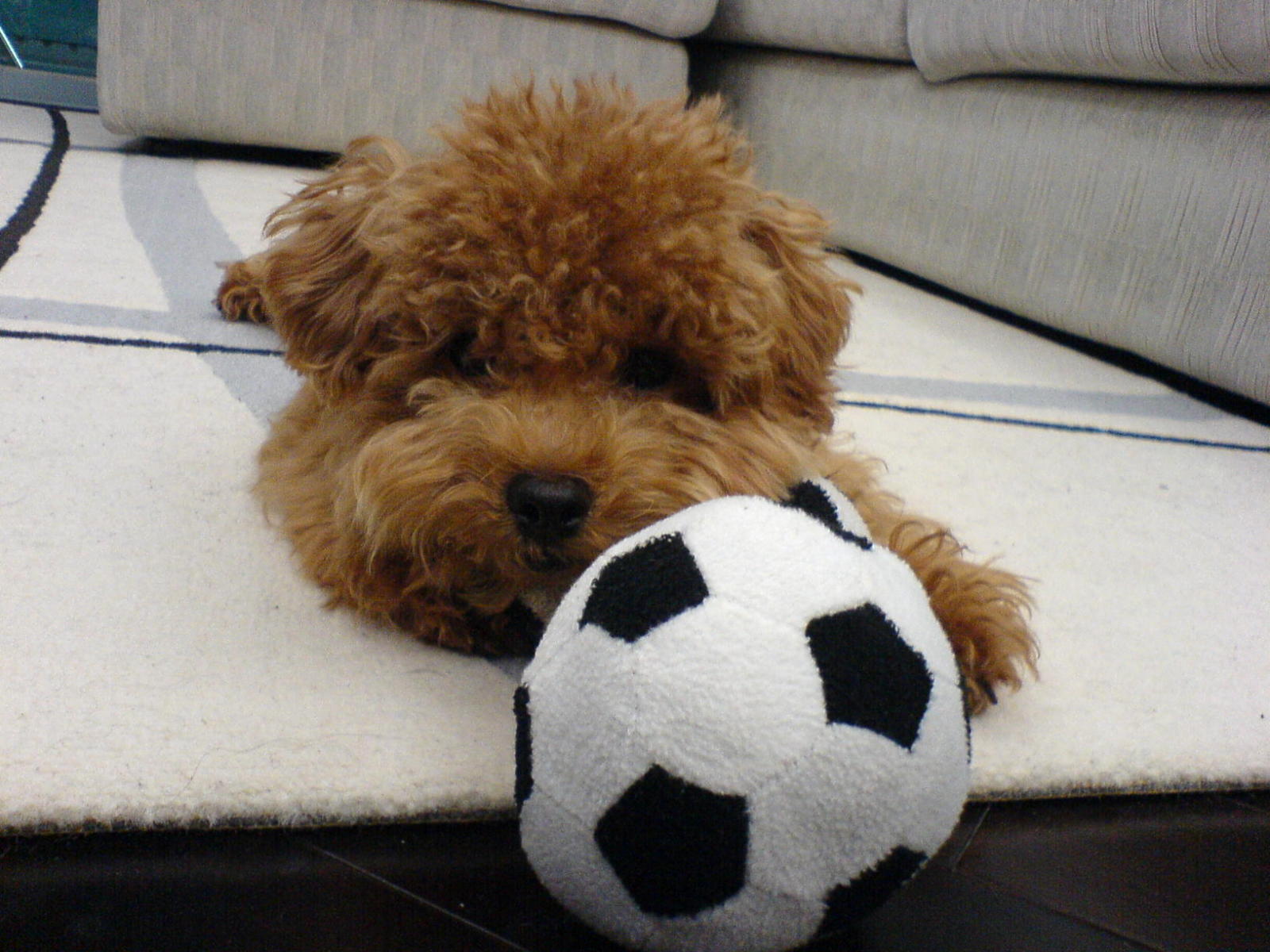 Soccer Fan