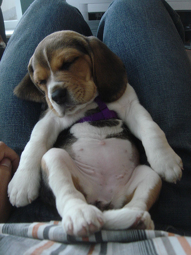 Sleeping Beagle on Flickr