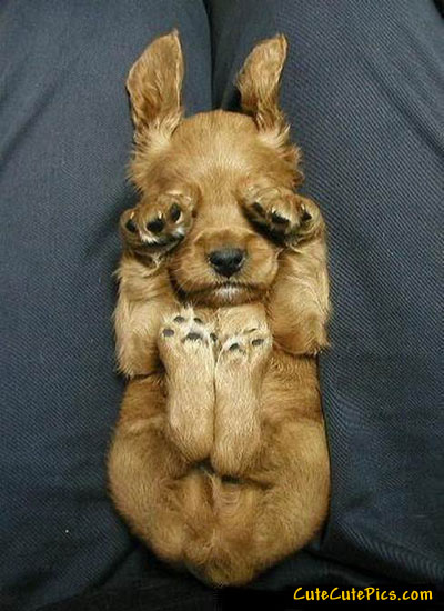 Scared puppy