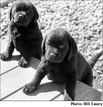 Be a Puppy Raiser