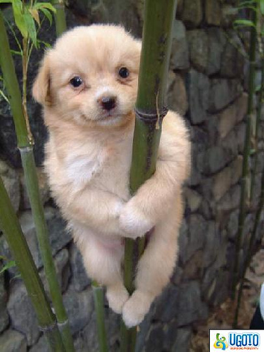 Puppy or Panda?