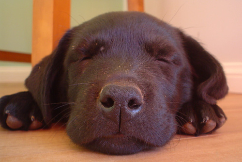 10 Cutest Sleeping Puppies Photo 10 Cutest Sleeping Puppies