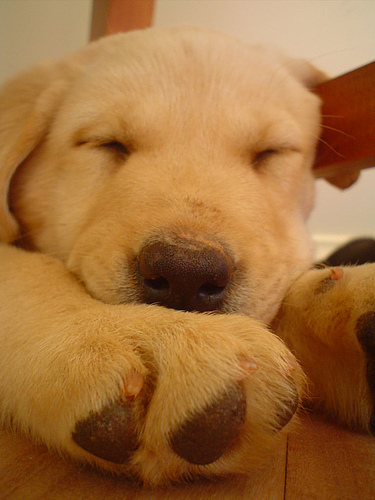 10 Cutest Sleeping Puppies Photo 10 Cutest Sleeping Puppies