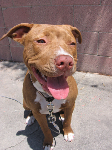 :) Happy Pitbull