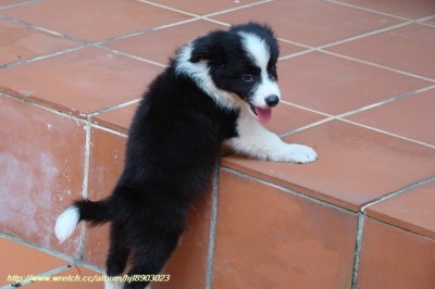 邊境牧羊犬