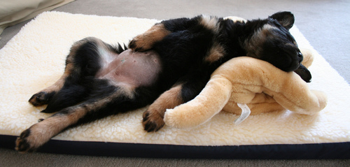 10 Cutest Sleeping Puppies Photo 10 Cutest Sleeping Puppies