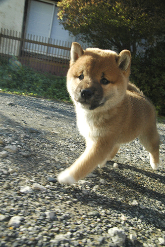 Baby Shiba Inu 柴犬