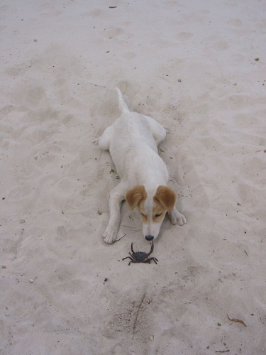 Puppy at the beach!
