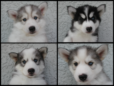 Huskimo Puppies