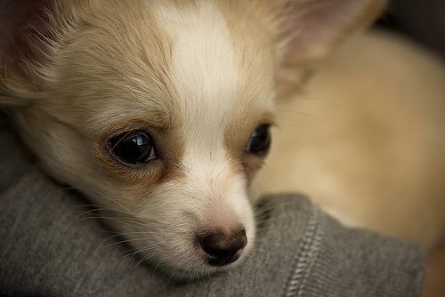 Fudge Puppy 2