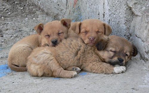 10 Cutest Sleeping Puppies Photo 10 Cutest Sleeping Puppies