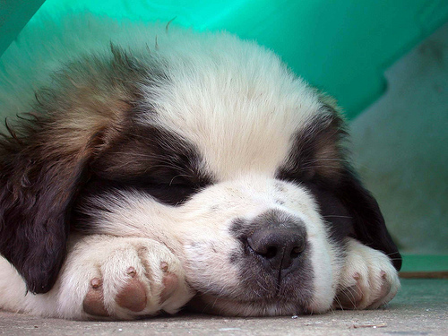 10 Cutest Sleeping Puppies Photo 10 Cutest Sleeping Puppies