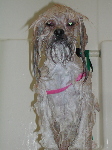 Bath lovers and haters
