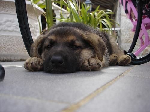 10 Cutest Sleeping Puppies Photo 10 Cutest Sleeping Puppies