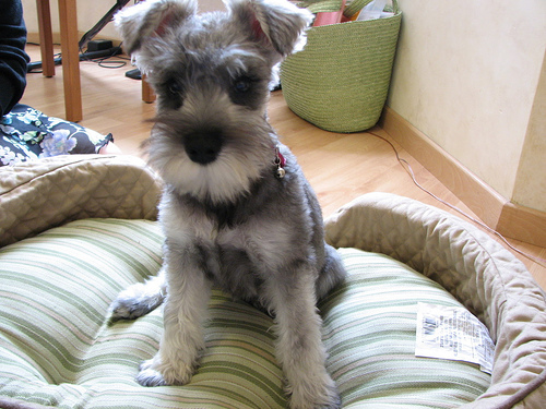 Schnauzer Puppy