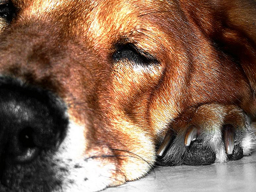 10 Cutest Sleeping Puppies Photo 10 Cutest Sleeping Puppies