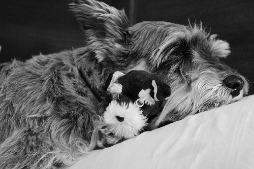 Schnauzer and Schnauzer