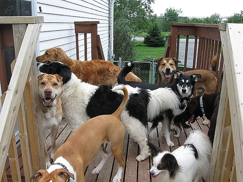 Dog Party