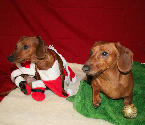 Christmas Puppy