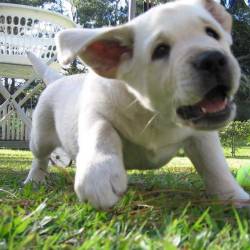 Puppy War Top Dog