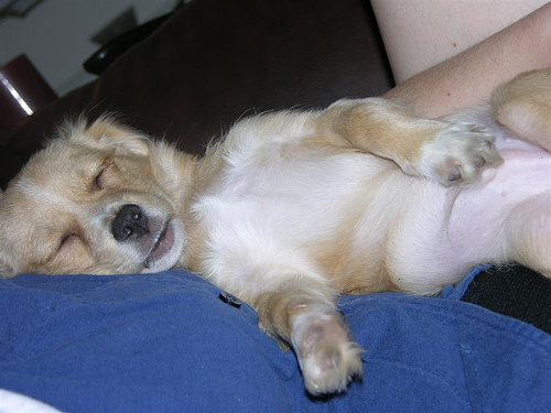 Sleeping Puppy Photo Sleeping Puppy