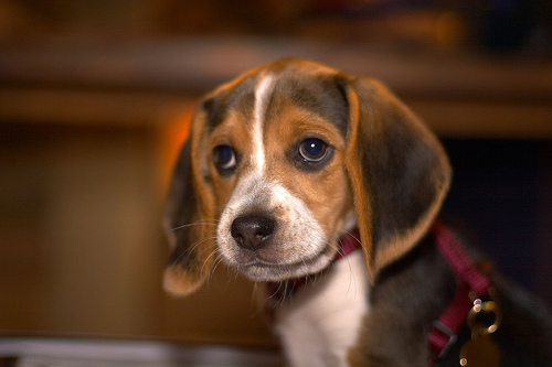 Beagle