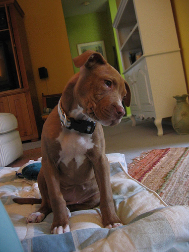 Curious Puppy Photo Curious Puppy