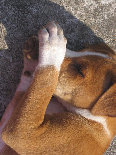 10 Cutest Sleeping Puppies Photo 10 Cutest Sleeping Puppies
