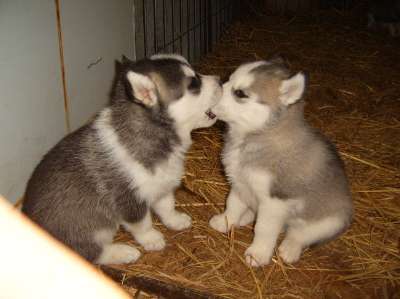 Husky Cuteness