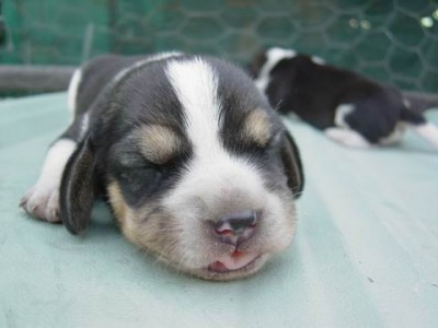 Cute Beagle 布丁