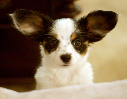 All Ears