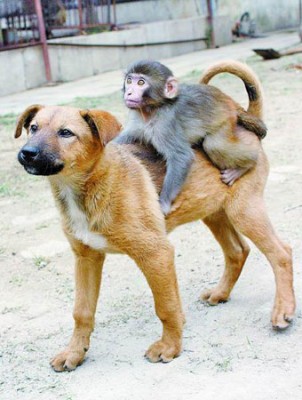 Unusual Friends