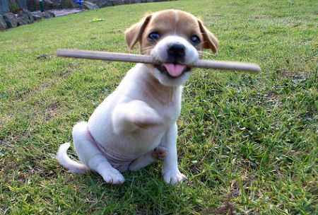 Jack Russell Terrier Pip