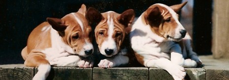 Basenji Puppies 