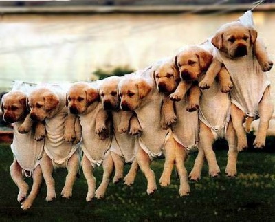 Puppy Care Directions: Hand Wash Warm, Line Dry