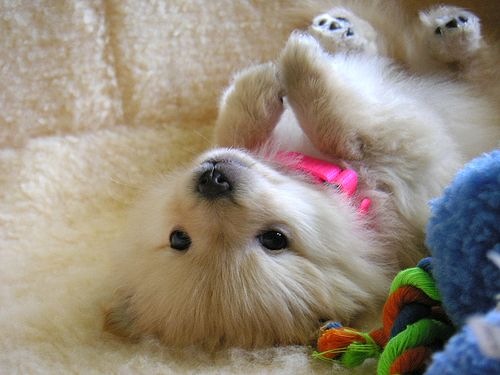 Fluffy Puppy