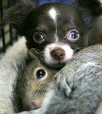 Were friends fur life