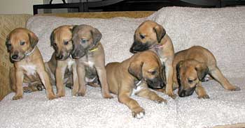 Greyhound Puppies