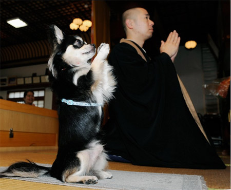 Praying Puppy