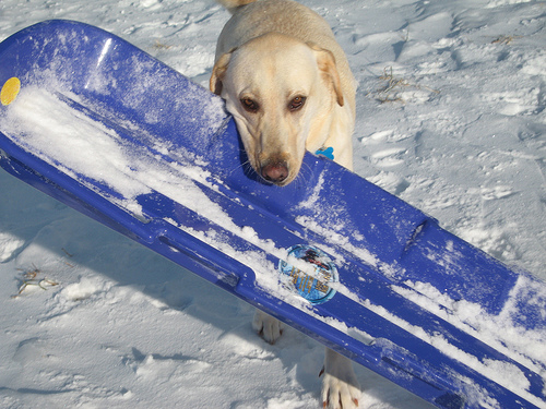 5 Sled Dogs