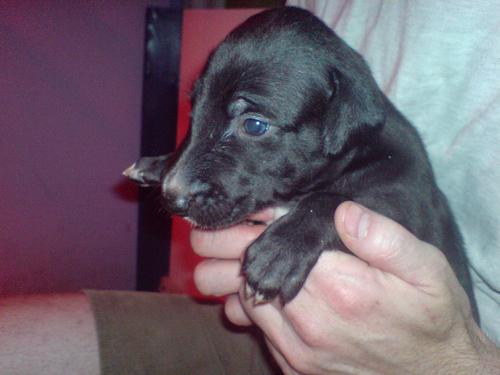 Greyhound Puppies