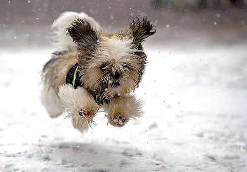 Snow Dog