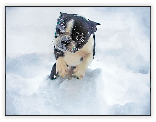 Snow Puppy 2