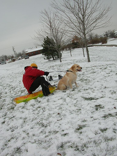 5 Sled Dogs