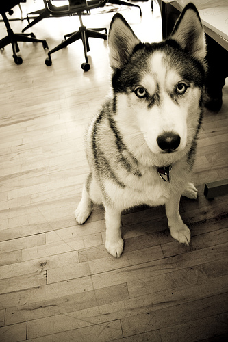 5 Sled Dogs