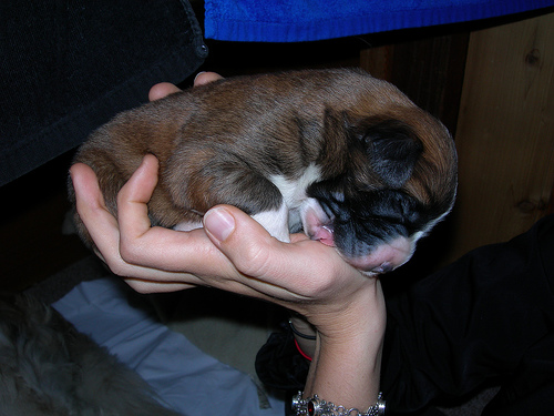 St. Bernard