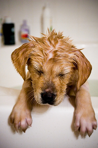 Wet Puppy