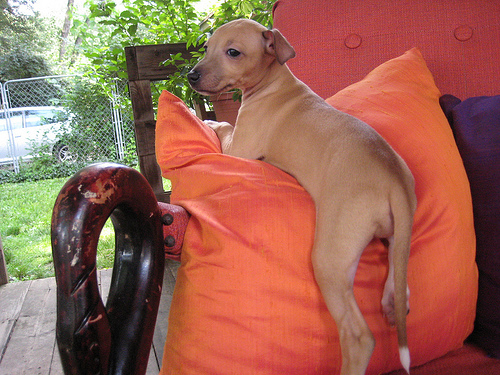 Greyhound Puppies